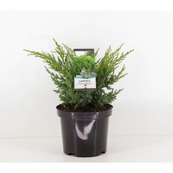 Juniperus chinensis blaauw 45 cm