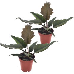 Philodendron Caramel - Set van 2 - Pot 12cm - Hoogte 25-35cm