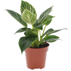 Philodendron 'White Wave' - Pot 12cm - Hoogte 20-30cm