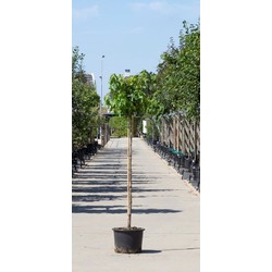 2 stuks! Amberboom bolvorm Liqiudambar s. Gum Ball h 190 cm st. omtrek 4,5 cm st. h 150 cm boom