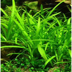 Eg sagittaria subulata nr109