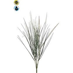 Cytisus bush x6 UV 52 cm Emerald