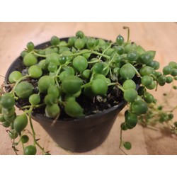 Senecio Rowleyanus Erwtenplant hangplant - Warentuin Natuurlijk