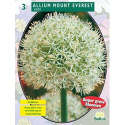 2 stuks - Allium Mount Everest per 3