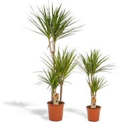 Hello Plants Dracaena Marginata Drakenbloedboom - 2 Stuks - Ø 17/21 cm Pot - Hoogte: 90/120 cm