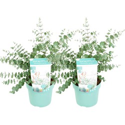 Eucalyptus Pulverulenta Baby Blue - Set van 2 - Pot 19cm - Hoogte 40-45cm