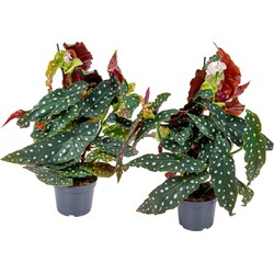 Floraya - Begonia Maculata - Stippenplant 2 stuks - ⌀12 cm - ↕45 cm