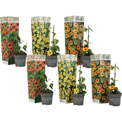 Tropische klimplant - Set van 6 - Thunbergia alata - Hoogte 25-40cm - ⌀9cm