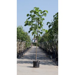 Anna Paulownaboom Paulownia tomentosa h 350 cm st. omtrek 14 cm - Warentuin Natuurlijk