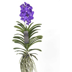 Vanda Magic XXL - Koningsblauw - Hoogte 90cm