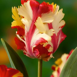 Tulipa Flaming Parrot - Bloembollen - Set van 15 - Tulp - parkiettulp