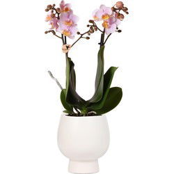 Kolibri Orchids | Roze Phalaenopsis orchidee  Andorra + Scandic sierpot wit  potmaat Ø9cm  40cm hoog | bloeiende kamerplant in bloempot - vers van de kweker