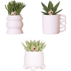 Kolibri Greens | Planten set - met 3 succulenten mix - incl. keramieken sierpotten | potmaat Ø9cm