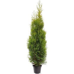 Thuja occidentalis King of Brabant pbr 150-175 cm Conifeer