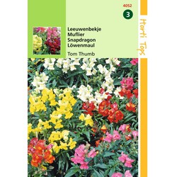 2 stuks - Antirrhinum Majus Pumilum Tom Thumb Gemengd