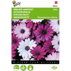 5 stuks - Osteospermum Akila mix Spaanse Margriet Tuinplus - Buzzy