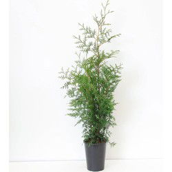 Thuja occidentalis brabant 80-150 cm