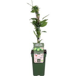 Actinidia arguta 'Issai' – Kiwi-berry – Klimplant – Winterhard  - ⌀ 19 cm - ↕45-55 cm