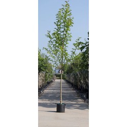 Beverboom Magnolia kobus h 450 cm st. omtrek 16 cm