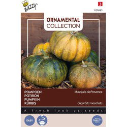 3 stuks - Ornamental courgette musque de provence