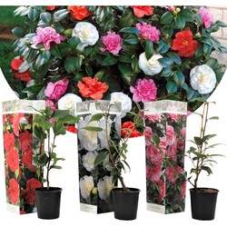 Camellia Japonica - Mix van 3 - Rozen - Rood wit roze - Pot 9cm - Hoogte 25-40cm