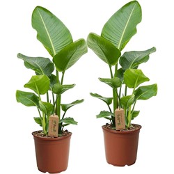 Strelitzia Nicolai - Set van 2 - Groene kamerplant - Pot 17cm - Hoogte 55-70cm