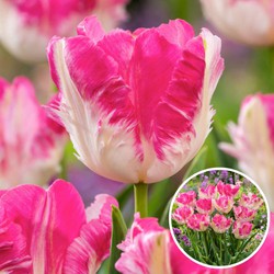 Tulipa Cabanna - Set van 15 - Tulpenbollen - Roze / Wit