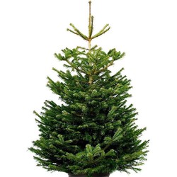 KERSTBOOM - NORDMANN EXCELLENT 175-200CM IN POT