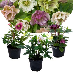 Helleborus Orientalis - Mix van 3 - Tuinplanten - Pot 12cm - Hoogte 20-30cm