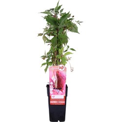 Hello Plants Parthenocissus Engelmannii Wilde Wingerd - Klimplant - Ø 15 cm - Hoogte: 65 cm