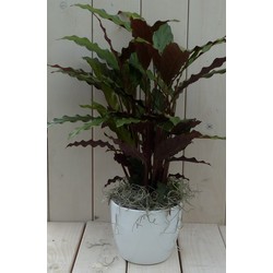 Calathea rood blad witte pot 40 cm