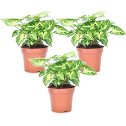 Syngonium 'Pixie' - Set van 3 - Pijlpuntplant - Pot 12cm - Hoogte 25-40cm