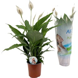 Spathiphyllum Lima - Lepelplant - Pot 17cm - Hoogte 60-75cm