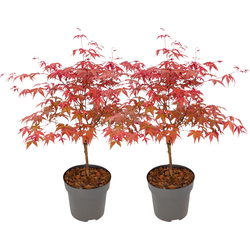 Japanse Esdoorn - Set van 2 - Acer 'Beni Maiko' - Hoogte 60-70cm - ⌀19cm