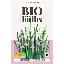 3 stuks - Leucojum Gravetye Giant 2 bollen