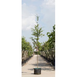 2 stuks! Groenbladige beuk Fagus sylvatica h 250 cm st. omtrek 8 cm boom