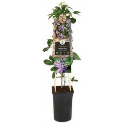 Klimplant Passiflora Betty Miles Young passiebloem