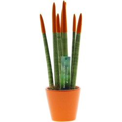 Sansevieria Cylindrica - Velvet Touchz - Hoogte 20-40cm - Pot 9cm