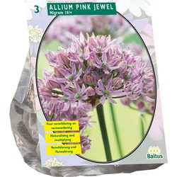 Bollen Allium Pink Jewel 3 stuks