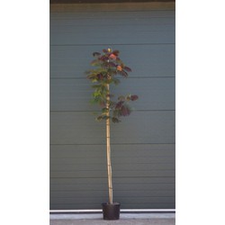 Rode Perzische slaapboom Albizia julibrissin Summer Chocolate h 200 cm st. Omtrek 7 cm