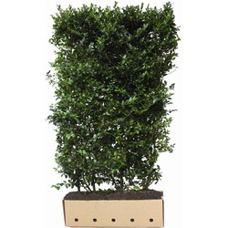 Ilex meserveae Blue Maid hoogte 150 - Quickhedge