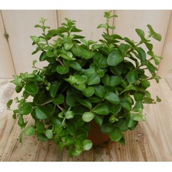 2 stuks! Peperomia rotundifolia