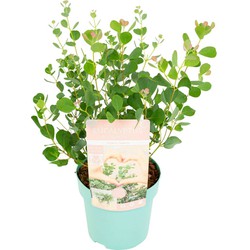 Eucalyptus Botanic Hearts - Tuinplant - Pot 19cm - Hoogte 40-50cm