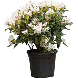 2 stuks! Rhododendron Cunninghams White Rhododendron Cunningham s White 65 cm - Warentuin Natuurlijk