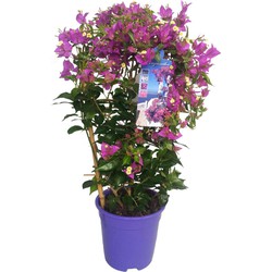 Bougainvillea 'Alexandra' - Klimplant - Tuinplant - Pot 17cm - Hoogte 50-60cm