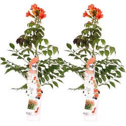 Hello Plants Campsis Summer Jazz Fire Trompetklimmer - Klimplant - 2 Stuks - Ø 15 cm - Hoogte: 65 cm