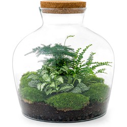 URBANJNGL - Planten terrarium • Fat Joe Green • Ecosysteem plant • ↑ 30 cm