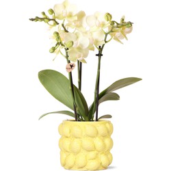 Kolibri Orchids | gele Phalaenopsis orchidee - Mexico + Citrus sierpot yellow - potmaat Ø9cm | bloeiende kamerplant - vers van de kweker