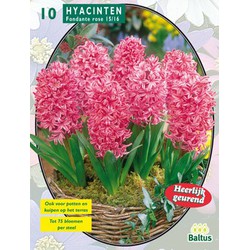 2 stuks - Hyacinth Fondante per 10