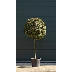 Bol olijfwilg volgroeid Elaeagnus ebbingei h 160 cm st. omtrek 11 cm st. h 100 cm